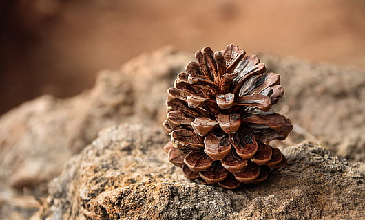 pine cones, pine, fruit, forest, nature, dry, desert, close up, background, texture, brown, canary islands, tenerife, pine cone, close-up, no people, wood - material, day, rock - object, focus on foreground, plant, rock, sunlight, pattern, solid, textured, beauty in nature, outdoors, land, selective focus, coniferous tree, pine tree, pine wood, bark, 5K, CC0, public domain, royalty free