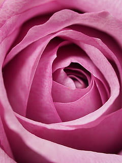 closeup, photography, pink, rose, flower, affection, aromatherapy, bloom, blooming, blossom, botanical, close-up, delicate, flora, fragrant, gift, love, macro, macro photography, pastel, petals, pretty, romantic, rose petals, sweet, valentine, valentine's day, wallpaper, beauty in nature, plant, petal, vulnerability, rose - flower, flowering plant, pink color, fragility, full frame, inflorescence, flower head, freshness, nature, growth, no people, backgrounds, purple, outdoors, springtime, softness, 4K, CC0, public domain, royalty free