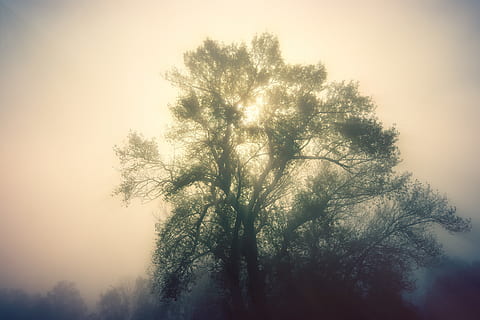 green, tree, daytime, nature, weather, fog, outdoors, mist, light, silhouette, foggy, dust, plant, scenery, willow, fir, abies, pollution, snow, frost, ice, tribe, tranquility, beauty in nature, sky, no people, growth, tranquil scene, scenics - nature, low angle view, day, branch, non-urban scene, idyllic, coniferous tree, 5K, CC0, public domain, royalty free