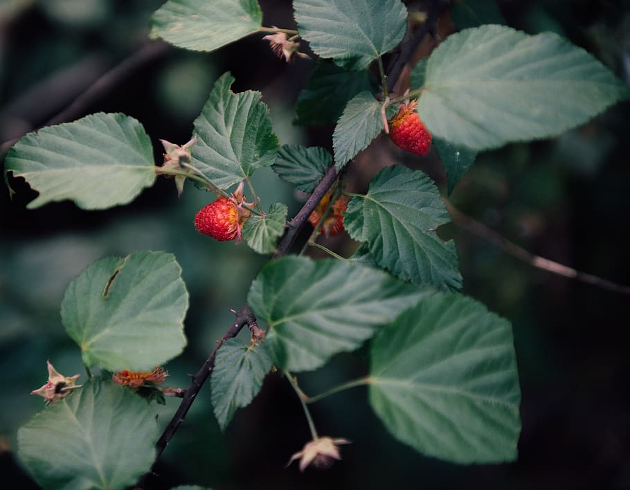 fragole nell'albero, pianta, cibo, frutta, lampone, foglia, vene, natura, ciliegia, fragola, mirtillo, piantatore, vaso, erbe aromatiche, ceramica, pianta in vaso, mangiatore di api, animale, uccello, Kiwi, parte vegetale, frutti di bosco, crescita, mangiare sano, freschezza, cibo e bevande, giorno, rosso, colore verde, avvicinamento, bellezza nella natura, benessere, nessuno, ramo, all'aperto, maturo, 5K