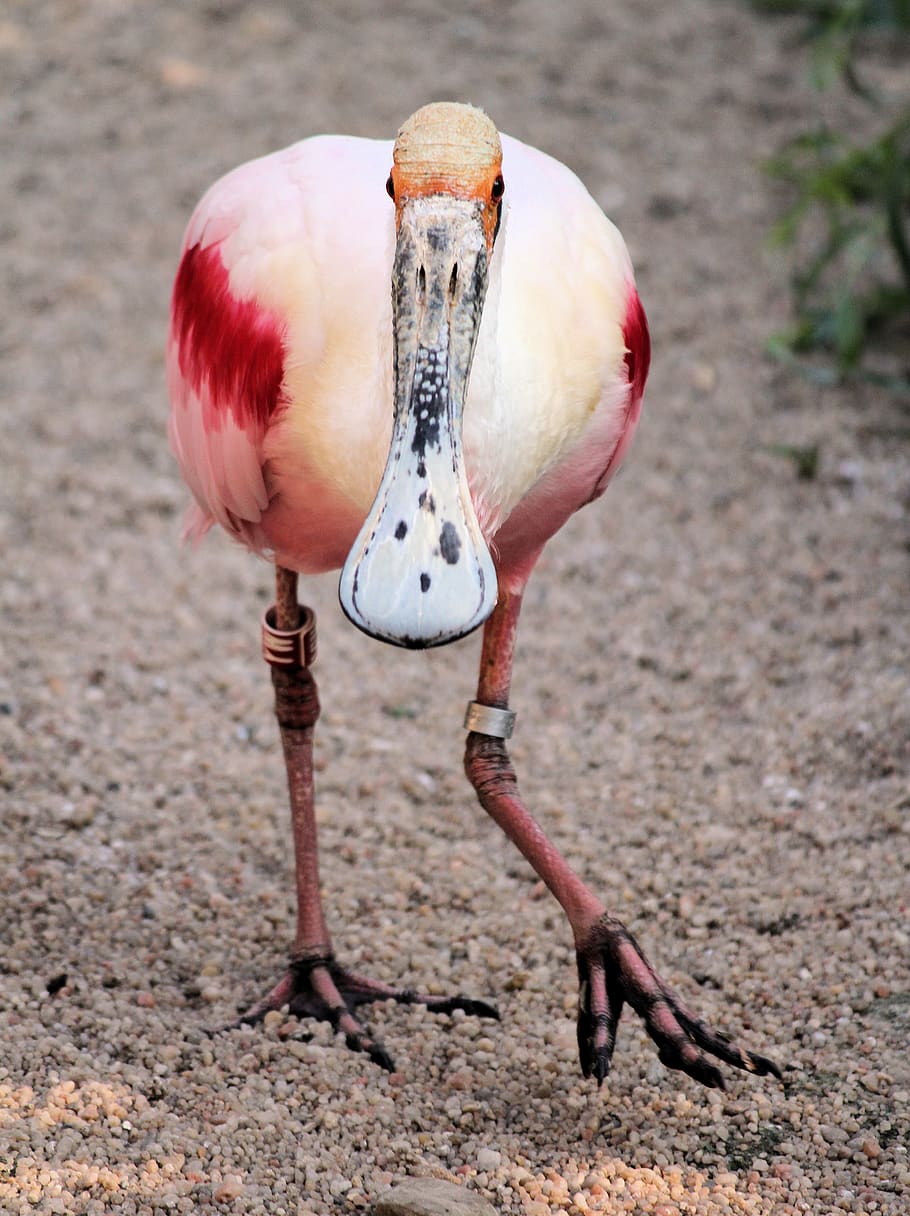 rosa fugl, fugl, dyre temaer, dyr, et dyr, hvirveldyr, dyr i naturen, dyreliv, lyserød farve, flamingo, dag, ingen mennesker, fuld længde, fokus på forgrunden, tæt på, natur, dyr kropsdel, næb, jord, udendørs, rød, dyrehalsen, ferskvandsfugl, 4K