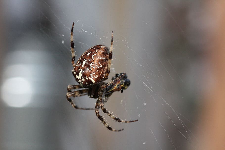aranya, web, presa, teranyina, naturalesa, insecte, teranyines, macro, araneus, món animal, macro d'insectes, temes d'animals, invertebrat, animal, fauna animal, aràcnids, animals a la natura, un animal, primer pla, fragilitat, artròpode, centrar-se en primer pla, zoologia, cap gent, dia, a l'aire lliure, enfocament selectiu, cames d’animal, 2K