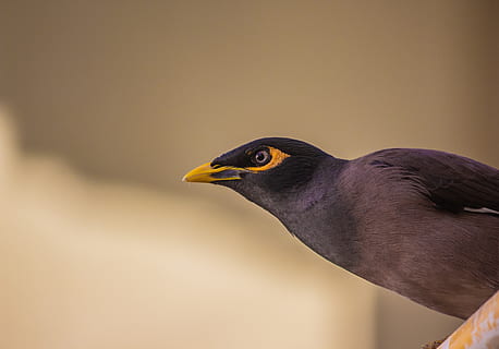ocell negre, ocell, un animal, vertebrats, fauna animal, animals a la natura, primer pla, centrar-se en primer pla, cap gent, groc, vista lateral, part del cos dels animals, dia, mirant, còpia espai, bec, mirant cap a fora, a l'aire lliure, vista del perfil, merla, falcó - ocell, 4K, CC0, domini públic, lliure de regalies