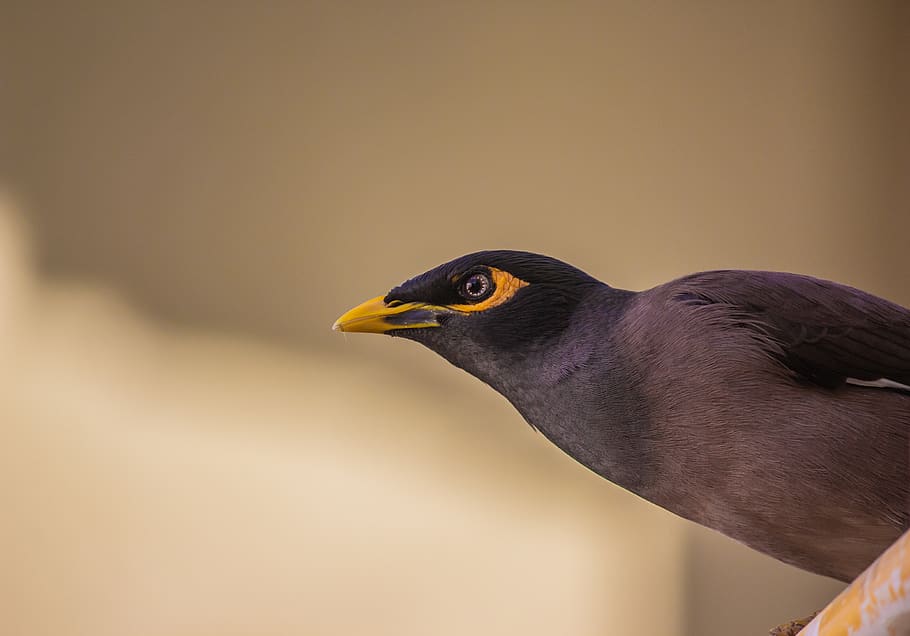 ocell negre, ocell, un animal, vertebrats, fauna animal, animals a la natura, primer pla, centrar-se en primer pla, cap gent, groc, vista lateral, part del cos dels animals, dia, mirant, còpia espai, bec, mirant cap a fora, a l'aire lliure, vista del perfil, merla, falcó - ocell, 4K