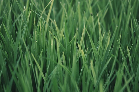 arbre, gress, aigua, color verd, creixement, marc complet, fons, planta, camp, agricultura, terra, bellesa a la natura, naturalesa, cap gent, herba, primer pla, dia, cultiu, paisatge, planta de cereals, escena rural, granja, fulla d'herba, a l'aire lliure, 1080P, CC0, domini públic, lliure de regalies