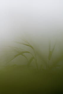 corn, field, closeup, plant, growth, beauty in nature, nature, green color, no people, close-up, fog, grass, day, tranquility, fragility, freshness, vulnerability, outdoors, selective focus, copy space, botany, land, blade of grass, 8K, CC0, public domain, royalty free