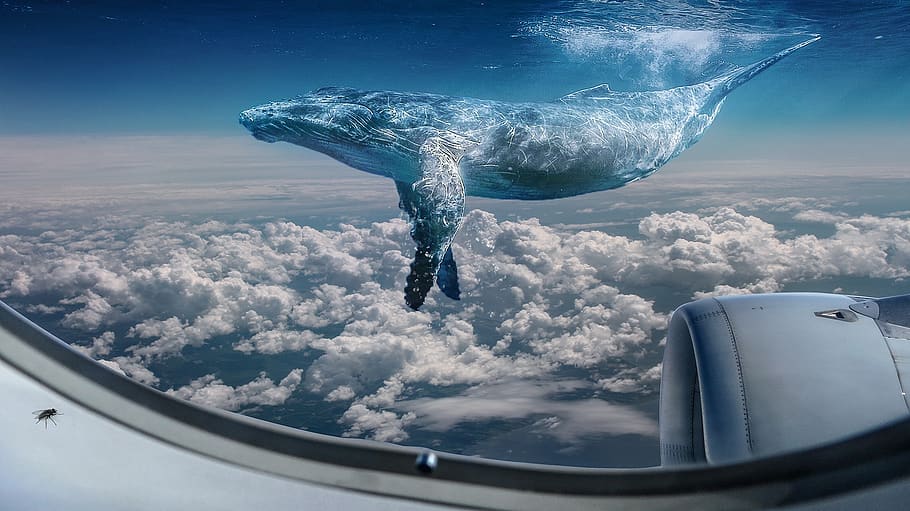 balena, librarsi, nube, blu, aereo, fantasia, acqua, Paradiso, photoshop, mezzi di trasporto, cielo, modo di trasporto, nuvola - cielo, natura, movimento, veicolo aereo, nessuno, giorno, mare, volante, mezz'aria, all'aperto, bellezza nella natura, un animale, viaggio, in movimento, 1080P