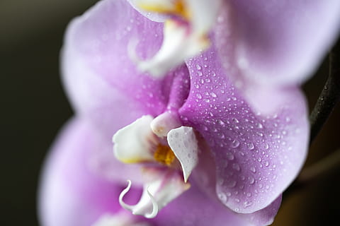 orkideer, blomster, makro, tæt på, natur, plante, botanisk, flora, forår, hvid, lyserød, gul, magenta, kronblade, udendørs, ren, enkel, lys, mørk, blomst, blomstrende plante, friskhed, lilla, kronblad, sårbarhed, skrøbelighed, blomsterstand, skønhed i naturen, blomsterhoved, dråbe, vækst, vand, våd, ingen mennesker, dug, blødhed, sort baggrund, renhed, iris - plante, 8K, CC0, offentligt domæne, royaltyfrie