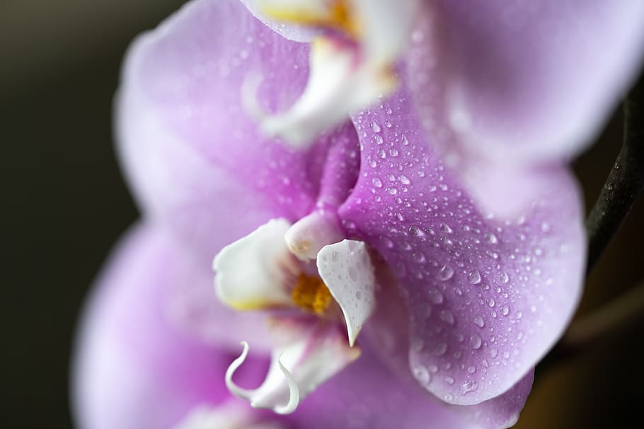 orkideer, blomster, makro, tæt på, natur, plante, botanisk, flora, forår, hvid, lyserød, gul, magenta, kronblade, udendørs, ren, enkel, lys, mørk, blomst, blomstrende plante, friskhed, lilla, kronblad, sårbarhed, skrøbelighed, blomsterstand, skønhed i naturen, blomsterhoved, dråbe, vækst, vand, våd, ingen mennesker, dug, blødhed, sort baggrund, renhed, iris - plante, 8K