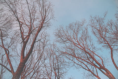 plant, tree, tree trunk, sunset, sky, wood, blue, branch, golden, golden hour, contrast, trees, bole, wooden, path, branches, red, skyey, stem, trunk, bare tree, low angle view, no people, beauty in nature, nature, tranquility, day, autumn, scenics - nature, outdoors, clear sky, growth, tranquil scene, change, non-urban scene, 4K, CC0, public domain, royalty free