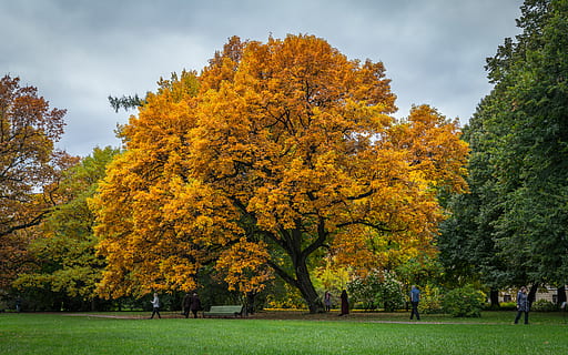 fulles marrons arbre, banc, brillant, núvols, la llum del dia, medi ambient, herba, paisatge, parc, gent, escènic, arbres, tardor, arbre, planta, bellesa a la natura, naturalesa, canvi, dia, color taronja, groc, full, part de la planta, creixement, a l'aire lliure, cel, parc - l'home va fer espai, escenics - natura, persones incidentals, terra, col·lecció de tardor, 5K, CC0, domini públic, lliure de regalies