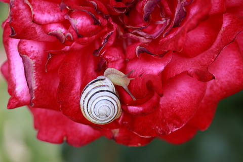 Caracol, Concha, rosa, vermelho, jardim, flor, beleza na natureza, fechar-se, animais selvagens, plantar, molusco, invertebrado, pétala, planta com flores, concha animal, animal, focar em primeiro plano, animais em estado selvagem, temas animais, natureza, fragilidade, dia, frescura, ninguém, cabeça de flor, 5K, CC0, domínio público, royalty free