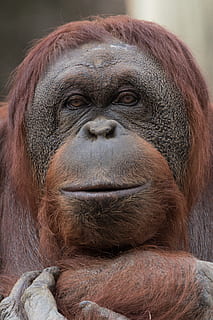 macaco marrom, primata, fechar-se, macaco, animais selvagens, retrato, um animal, mamífero, animais em estado selvagem, ninguém, parte do corpo animal, dia, olhando para a câmera, vertebrado, olhando, contemplação, fazendo uma cara, 5K, CC0, domínio público, royalty free