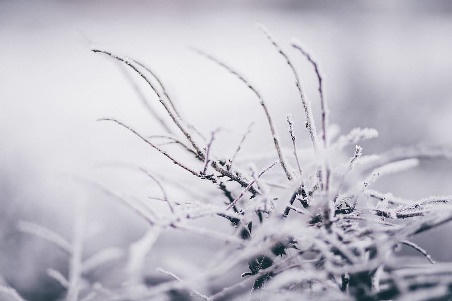 selectiu, focalitzar la fotografia, mala herba, cobert, neu, borrós, fons borrós, brillant, fred, la llum del dia, gelades, gelada, congelat, gel, paisatge, naturalesa, escènic, nevat, tiges, temps, hivern, planta, temperatura de fred, enfocament selectiu, primer pla, cap gent, floc de neu, a l'aire lliure, bellesa a la natura, tranquil·litat, dia, arbre, creixement, Color blanc, fons, nevar, vent de neu, fons abstractes, 5K