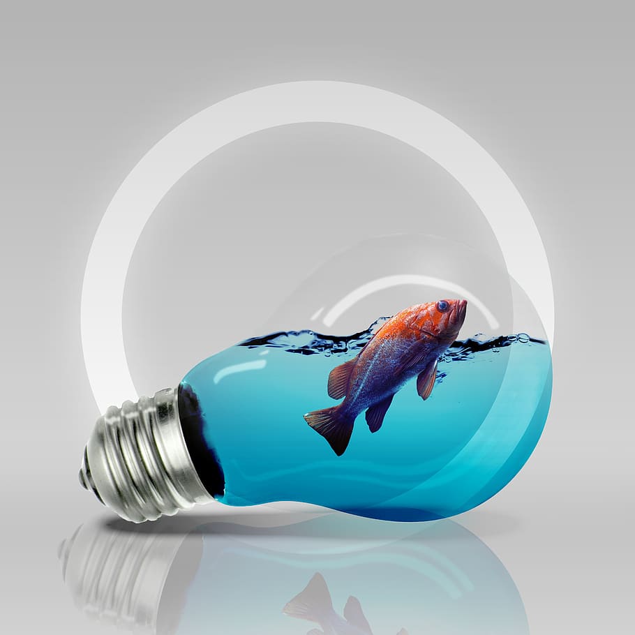 Birne, Fisch, Licht, Tier, Studioaufnahme, Blau, drinnen, keine Leute, Wirbeltier, Tierthemen, Nahansicht, Wasser, Stillleben, weißer Hintergrund, Natur, Schwimmen, Tierwelt, Fischglas, kopieren sie platz, ein Tier, Reflexion, 2K
