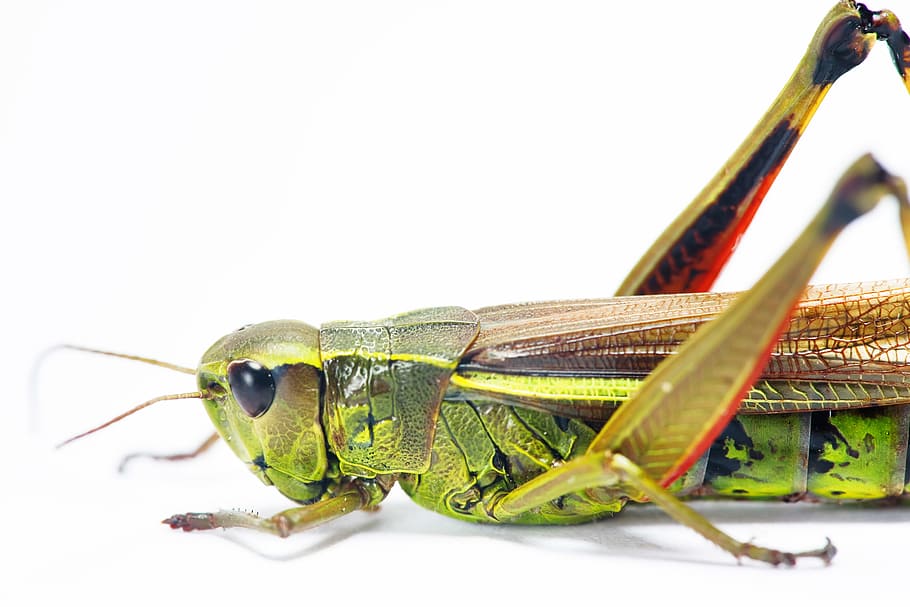 antena, error, copyspace, Llagosta, verd, a l'interior, insecte, aïllat, animal, studioshot, blanc, temes d'animals, un animal, fauna animal, color verd, cap gent, part del cos dels animals, primer pla, naturalesa, fons blanc, animals a la natura, tir de l'estudi, part del cos, centrar-se en primer pla, a l'aire lliure, còpia espai, vista lateral, invertebrat, vertebrats, cap d’animals, ull d’animals, 2K