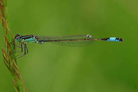 fotografi makro, biru, coklat, capung, merapatkan, Damselfly, serangga, makro, tema binatang, satwa liar hewan, invertebrata, hewan, satu binatang, binatang di alam liar, warna hijau, sayap binatang, alam, menanam, tidak ada orang, fokus pada latar depan, hari, di luar rumah, ilmu hewan, tampilan samping, 4K, CC0, domain publik, bebas royalti