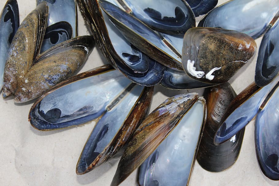 muslinger, skaller, skaldyr, marine, mad, lokkemad, bløddyr, fisk og skaldyr, opskrift, køkken, velsmagende, sund og rask, kulisse, header, mollusk, hav liv, strand, kysten, sand, fisk, høj vinkel visning, hvirveldyr, dyr, ingen mennesker, mad og drikke, friskhed, tæt på, til salg, fiskemarked, marked, detail, stilleben, rå fødevarer, sund kost, velvære, indendørs, kold temperatur, fiskeindustrien, sølvfarvet, 5K