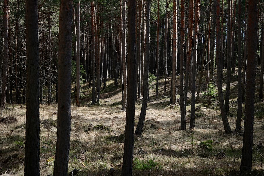 molsa, bosc, arbres, estètic, branques, desert, sòl del bosc, naturalesa, no afectat, fulles, fresc, verd, escènic, vegetació, macro, fosc, picea, pi, Tirol del sud, bosc de coníferes, lichtspiel, boscos de muntanya, arbre, terra, planta, tronc de l'arbre, tronc, tranquil·litat, cap gent, creixement, escenics - natura, bellesa a la natura, escena no urbana, escena tranquil·la, dia, medi ambient, paisatge, a l'aire lliure, remot, bosc de pi, arbre de coníferes, bambú - planta, 5K