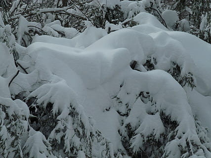sne goblins, sne, vinter, kold temperatur, skønhed i naturen, ingen mennesker, træ, natur, hvid farve, ro, jord, scenics - natur, plante, dag, dækker, rolig scene, ikke-urbane scene, Frosset, udendørs, Skov, ekstremt vejr, 4K, CC0, offentligt domæne, royaltyfrie