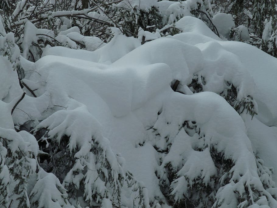 sne goblins, sne, vinter, kold temperatur, skønhed i naturen, ingen mennesker, træ, natur, hvid farve, ro, jord, scenics - natur, plante, dag, dækker, rolig scene, ikke-urbane scene, Frosset, udendørs, Skov, ekstremt vejr, 4K