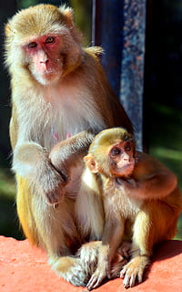 makak, abe, primat, dyreliv, nuttet, vild, pattedyr, chimpanse, mor, baby, indien, dyre temaer, dyr, gruppe af dyr, to dyr, hvirveldyr, dyr i naturen, ungt dyr, samvær, dyre familie, sidder, dag, ingen mennesker, kigger væk, kvindelige dyr, omsorg, udendørs, 4K, CC0, offentligt domæne, royaltyfrie