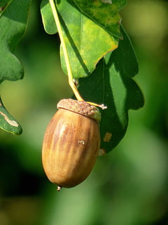 gla, fulles, naturalesa, arbre, roure, fruita, branca, color, menjar i beguda, creixement, menjar, planta, primer pla, full, centrar-se en primer pla, part de la planta, dia, alimentació saludable, frescor, cap gent, benestar, color verd, a l'aire lliure, nou, madur, 4K, CC0, domini públic, lliure de regalies