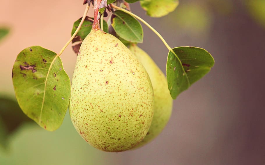 pera, fruita, pyrus, depenen, madura, verd, saludable, menjar, fresc, bio, vitamines, nutrició, deliciós, dolç, vegetarià, sucós, arbre fruiter, menjar i beguda, alimentació saludable, full, part de la planta, planta, frescor, benestar, cap gent, primer pla, arbre, naturalesa, centrar-se en primer pla, creixement, branca, groc, agricultura, a l'aire lliure, madur, 4K