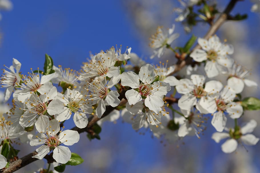 flors, blanc, casey, arbre, primavera, naturalesa, florir, subministraments, bonic, pètals, botànic, planta, planta amb flors, flor, frescor, creixement, fragilitat, vulnerabilitat, bellesa a la natura, branca, cel, primer pla, arbre fruiter, cap gent, dia, cap de flor, Color blanc, flor de cirerer, pol·len, a l'aire lliure, cirerer, 5K