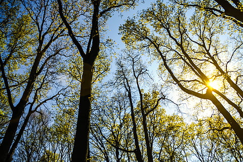 dünn, Bäume, klein, Grün, Blätter, Geäst, Wald, Natur, Sonne, sunglare, sonnig, Baum, Pflanze, Flachwinkelansicht, Himmel, Wachstum, keine Leute, Ruhe, Ast, Schönheit in der Natur, Sonnenlicht, Tag, Baumstamm, Kofferraum, draußen, Szenen - Natur, große Höhe, Baumkrone, Land, direkt darunter, 2K, CC0, gemeinfrei, lizenzfrei