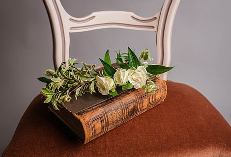 stol, blomst, Bestil, skriften, plante, blad, indendørs, plante del, grøn farve, natur, skønhed i naturen, friskhed, ingen mennesker, blomstrende plante, bord, tæt på, offentliggørelse, stilleben, vækst, skrøbelighed, sårbarhed, blomsterhoved, 4K, CC0, offentligt domæne, royaltyfrie