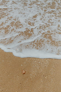 sand beach background, sea shells, &, pebbles, -, many, round, small, stones, beach, sand, background, texture, pattern, shells, seashells, land, water, sea, high angle view, nature, day, beauty in nature, no people, aquatic sport, tranquility, animal wildlife, animal, one animal, outdoors, sport, animal themes, marine, 4K, CC0, public domain, royalty free