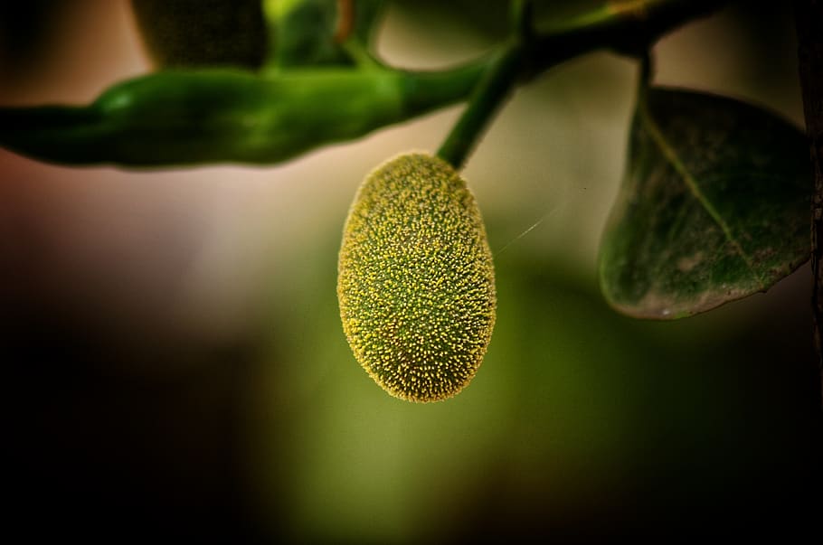 jackfruit, fruita, petit, natural, bonic, primer pla, menjar i beguda, planta, menjar, color verd, creixement, full, alimentació saludable, part de la planta, frescor, arbre, naturalesa, cap gent, centrar-se en primer pla, bellesa a la natura, benestar, a l'aire lliure, enfocament selectiu, dia, 4K