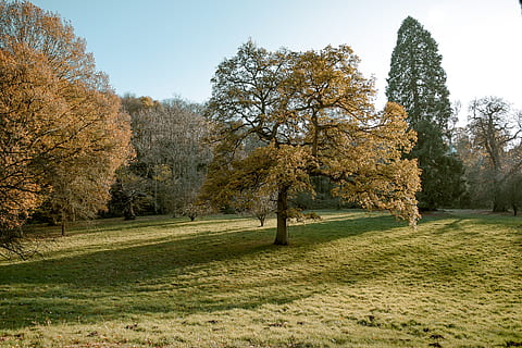 l'automne, tomber, arbre, des arbres, tons jaunes, parc, forêt, Bishop Bishop, jardin royal, royaume uni, campagne, plante, croissance, beauté dans la nature, tranquillité, scène tranquille, la nature, journée, herbe, champ, personne, terre, ciel, paysages - nature, changement, environnement, couleur verte, scène non urbaine, en plein air, bordé d'arbres, 4K, CC0, domaine public, libre de droits