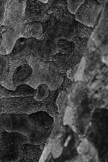 superficie di pietra in scala di grigi, roccia, terra, ardesia, suolo, albero, struttura, buco, calcestruzzo, corteccia di albero, catrame, sabbia, all'aperto, natura, archeologia, fango, orma, alloggiamento, costruzione, condominio, parete, sfondi, strutturato, avvicinamento, nessuno, fotogramma intero, struttura costruita, giorno, caratteristica della parete, modello, architettura, ruvido, messa a fuoco selettiva, intemperie, solido, tronco d'albero, tronco, 5K, CC0, dominio pubblico, privo di copyright