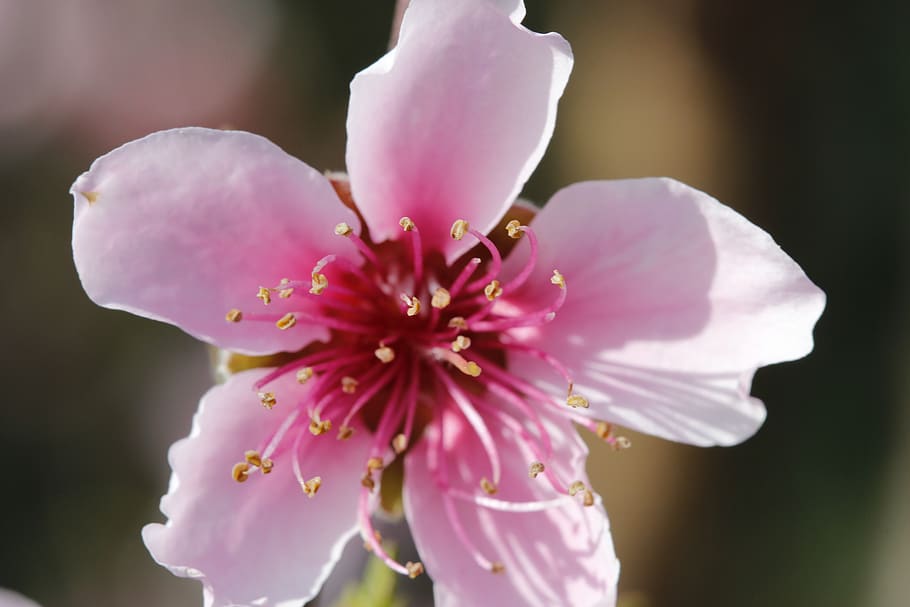 flor, presseguer, primavera, flora, botànic, planta amb flors, fragilitat, vulnerabilitat, frescor, planta, bellesa a la natura, primer pla, pètal, inflorescència, cap de flor, color rosa, creixement, pol·len, cap gent, centrar-se en primer pla, naturalesa, enfocament selectiu, estambres, a l'aire lliure, 5K