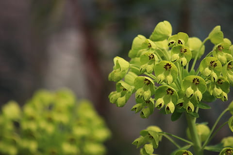 Blumen, Frühling, Laub, Schraffur, Grün, Garten, Blätter, Licht, Pflanze, Wachstum, grüne Farbe, Pflanzenteil, Blatt, Schönheit in der Natur, Nahansicht, Fokus auf den Vordergrund, Natur, keine Leute, Tag, Blume, Frische, selektiver Fokus, Verletzlichkeit, blühende Pflanze, draußen, Zerbrechlichkeit, Ruhe, Land, Blütenkopf, 5K, CC0, gemeinfrei, lizenzfrei