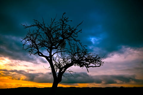 silhouette, bare, tree, dimmed, sky, sunset, clouds, dark clouds, dawn, nature, scenic, cloud - sky, beauty in nature, tranquility, scenics - nature, tranquil scene, orange color, no people, plant, outdoors, environment, dramatic sky, branch, non-urban scene, idyllic, majestic, 4K, CC0, public domain, royalty free
