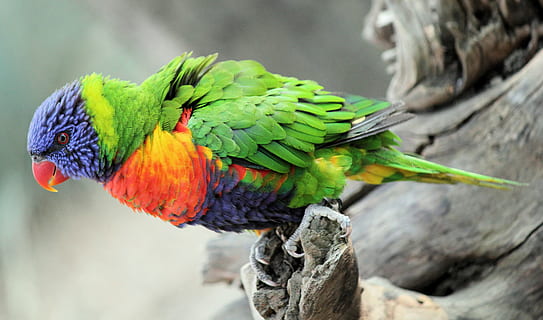 lori, burung beo, burung, warnawarni, bulu, hijau, paruh, alam, eksotik, tema binatang, hewan, satwa liar hewan, bertulang belakang, binatang di alam liar, multi-warna, lorikeet pelangi, bertengger, fokus pada latar depan, satu binatang, merapatkan, tidak ada orang, hari, di luar rumah, pohon, cabang, 4K, CC0, domain publik, bebas royalti