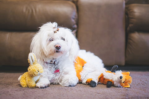 Haustier, ausgestopft, Fuchs, Hase, süß, Weiß, Hund, klein, Spielzeuge, Hündchen, wenig, Haustiere, inländisch, Eckzahn, Säugetier, Tierthemen, Tier, ein Tier, Sofa, Entspannung, Wirbeltier, drinnen, keine Leute, weiße Farbe, Möbel, Kamera betrachten, Porträt, Haar, Nahansicht, 2K, CC0, gemeinfrei, lizenzfrei