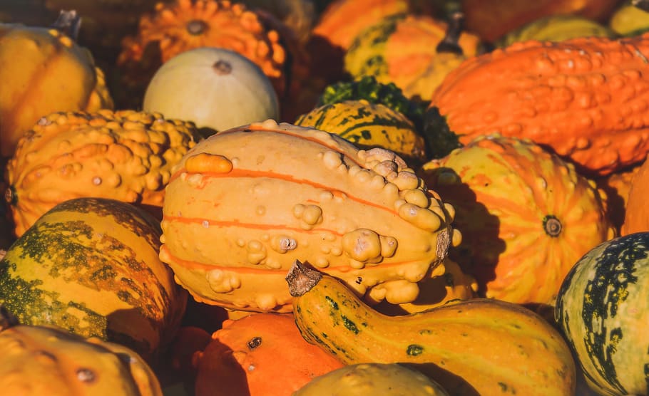 squash, efterår, græskar, dekoration, halloween, farverig, orange, farve, mad, mad og drikke, baggrunde, fuld ramme, marked, til salg, tæt på, ingen mennesker, sund kost, friskhed, detail, stilleben, velvære, valg, overflod, stor gruppe af objekter, variation, markedsbod, frugt, orange farve, 5K