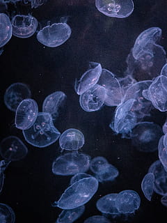peix de gelea, meduses, invertebrat, la vida marina, animal, compàs de compàs, petxina de mar, cloïssa, aigua, esports, esport, snorkel, busseig, bussejador, escorpí, peix, manta ray, accessoris, safir, pedres precioses, joieria, temes d'animals, grup d’animals, sota l'aigua, gran grup d’animals, fauna animal, animals a la natura, marí, nedar, a l'interior, mar, transparent, cap gent, naturalesa, dipòsit, submarí, escola de peixos, flotant a l'aigua, fons blau, 4K, CC0, domini públic, lliure de regalies