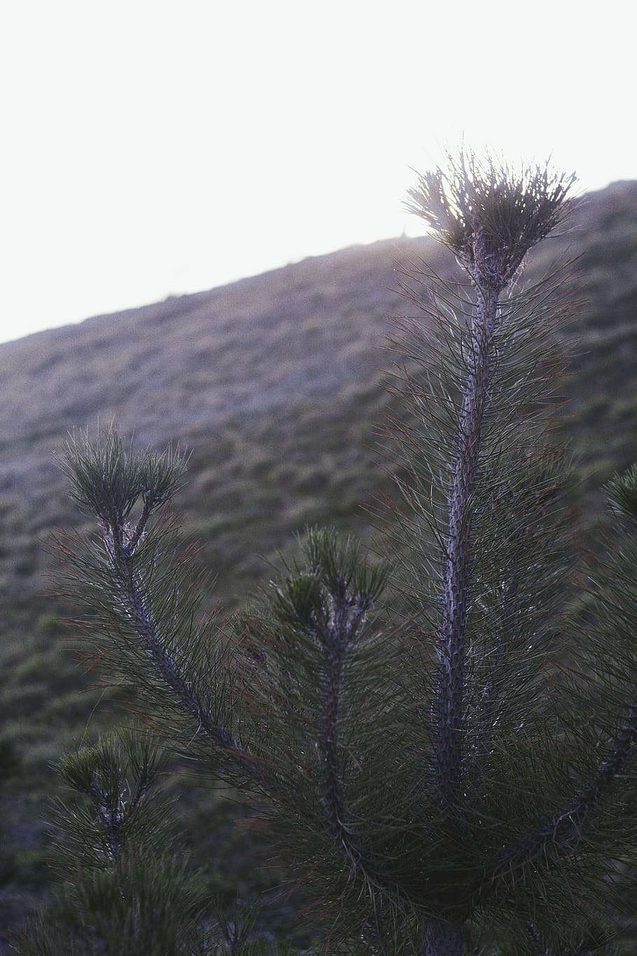 Natur, Sonnenlicht, Sonne, Licht, Film, Weihnachtsbaum, 2018, Tapete, Hintergrund, vsco, Himmel, Pflanze, klarer Himmel, Wachstum, keine Leute, Tag, Ruhe, Nahansicht, Land, Schönheit in der Natur, Umgebung, draußen, ruhige Szene, Fokus auf den Vordergrund, Gras, Landschaft, Berg, Szenen - Natur, grüne Farbe, 5K