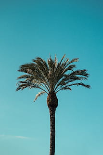 yeşil palmiye ağacı, ağaç, bitki, Palmiye, Arecaceae, yaz, güneşli, gökyüzü, Palmiye ağaçları, sahil, Mavi gökyüzü, ispanya, barcelona, Güneş, abies, köknar, dev uçak, araç, uçak, taşımacılık, açık hava, düşük açılı görünüş, tropikal iklim, mavi, ağaç gövdesi, doğa, büyüme, kopya alanı, insansız, gövde, gün, açık havada, uzun - yüksek, doğada güzellik, tropikal ağaç, huzur, Palmiye yaprağı, hindistancevizi palmiye ağacı, turkuaz renkli, 2K, CC0, kamu malı, telif ücretsiz
