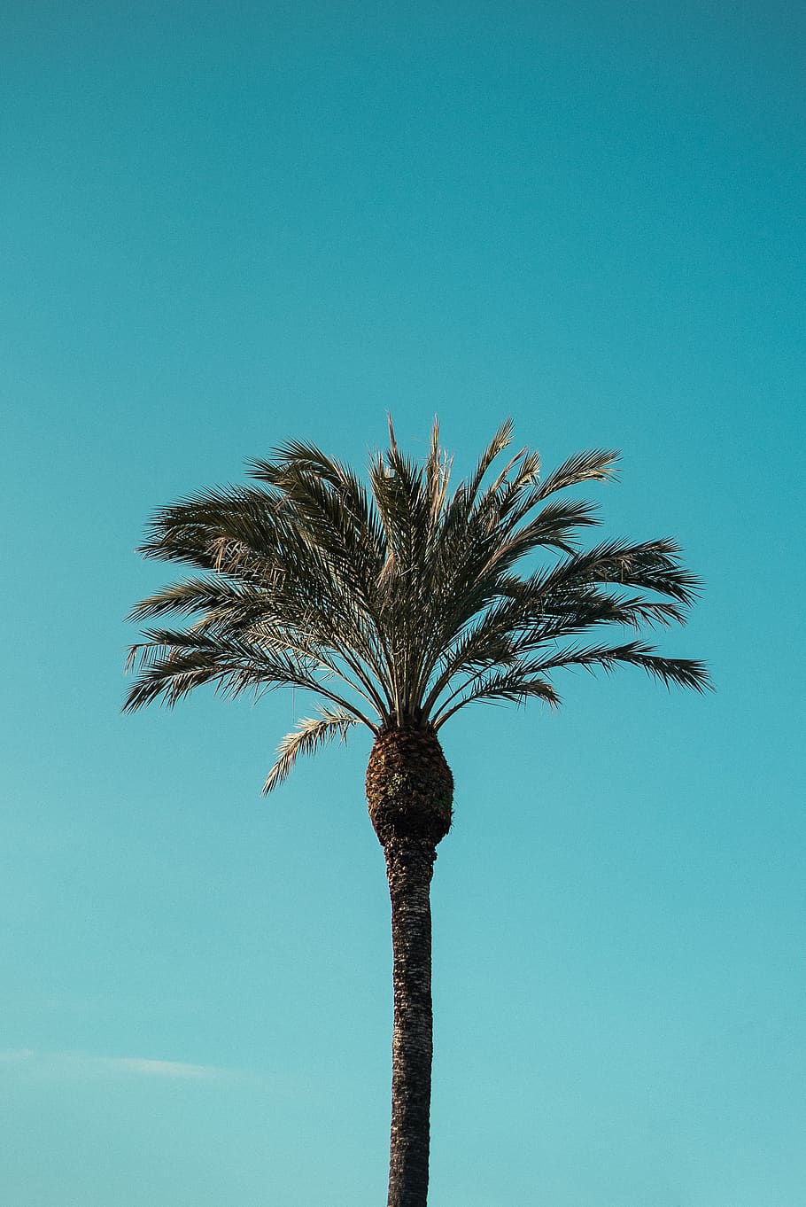 yeşil palmiye ağacı, ağaç, bitki, Palmiye, Arecaceae, yaz, güneşli, gökyüzü, Palmiye ağaçları, sahil, Mavi gökyüzü, ispanya, barcelona, Güneş, abies, köknar, dev uçak, araç, uçak, taşımacılık, açık hava, düşük açılı görünüş, tropikal iklim, mavi, ağaç gövdesi, doğa, büyüme, kopya alanı, insansız, gövde, gün, açık havada, uzun - yüksek, doğada güzellik, tropikal ağaç, huzur, Palmiye yaprağı, hindistancevizi palmiye ağacı, turkuaz renkli, 2K