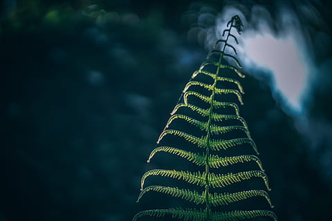 Farn, verschwommen, Hintergrund, abstrakt, Garten, Buchse, Baum, Platz, Grün, üppig, tropisch, Regenwald, frisch, Anfang, Flora, Neu, Gartenarbeit, Umgebung, Makro, Makrofotografie, schließen, Nahansicht, Sonnenschein, Spinnweben, Netz, Natur, Fokus auf den Vordergrund, Schönheit in der Natur, Pflanze, grüne Farbe, keine Leute, Wachstum, Flachwinkelansicht, Himmel, draußen, Tag, Blatt, Pflanzenteil, selektiver Fokus, Ruhe, wolke - himmel, Dämmerung, 5K, CC0, gemeinfrei, lizenzfrei