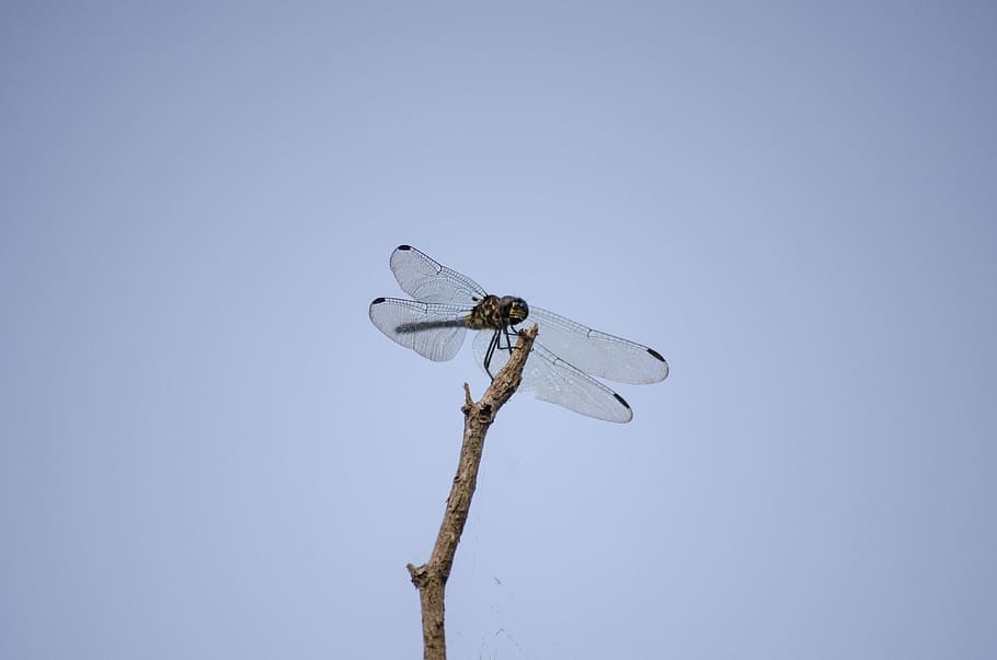 lucciola, insetto, copia spazio, cielo, un animale, blu, cielo sereno, libellula, ala animale, animali allo stato selvatico, invertebrato, fauna selvatica, animale, temi animali, natura, nessuno, giorno, all'aperto, Inquadratura dal basso, avvicinamento, ramoscello, 4K