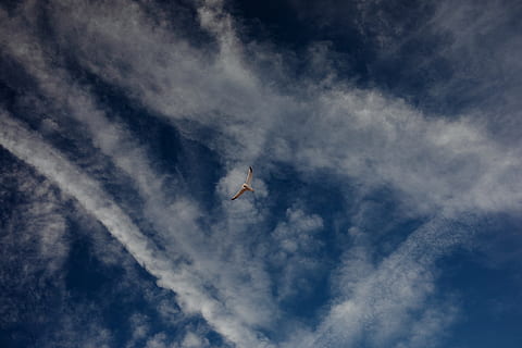 mosca, Dom, nuvem, natureza, natural, animais, céu, França, nuvem - céu, vôo, veículo aéreo, visão de baixo ângulo, transporte, modo de transporte, avião, ar, ninguém, beleza na natureza, scenics - natureza, dia, em movimento, animal, temas animais, distante, ao ar livre, movimento, 5K, CC0, domínio público, royalty free