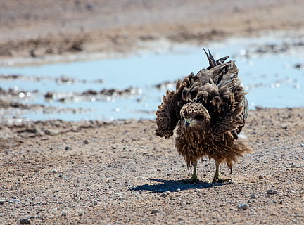 grauer Vogel, Vogel, Hähnchen, Geflügel, Tier, Etosha Park., Namibia, Tierwelt, Boden, etosha, Baden, Adler, Straße, Schotterstraße, Kies, Falke, Geier, Bussard, Truthahnvogel, Auerhahn, Wasser, Strand, Haustiere, inländisch, Tierthemen, Eckzahn, Hund, ein Tier, Säugetier, Land, Tag, Wirbeltier, Natur, keine Leute, Meer, Sand, Fokus auf den Vordergrund, 5K, CC0, gemeinfrei, lizenzfrei