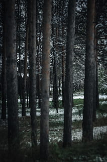 fotografia, troncos de árvores, inverno, frio, meio Ambiente, sempre-viva, floresta, grama, natureza, temporada, arvores, madeiras, árvore, terra, plantar, tronco de árvore, tronco, crescimento, tranquilidade, ninguém, beleza na natureza, scenics - natureza, cena tranquila, cena não urbana, dia, ao ar livre, abundância, foco seletivo, Treelined, bambu - planta, 5K, CC0, domínio público, royalty free